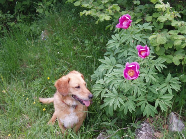 Paeonia officinalis subsp. italica / Peonia italica